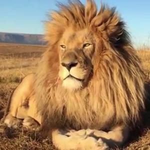 Meet your Posher, Denis